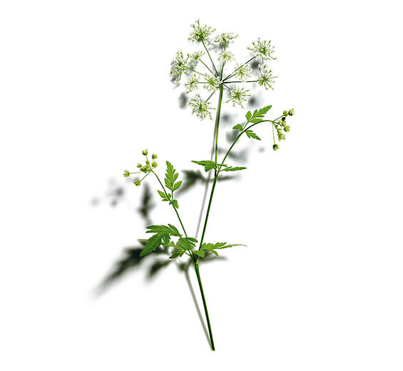 Wiesen-Kerbel-Extrakt aus Bio-Wiesen-Kerbel-Anthriscus sylvestris extract